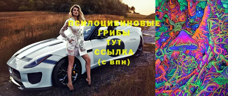 купить наркотики цена  Краснокамск  Псилоцибиновые грибы Psilocybe 